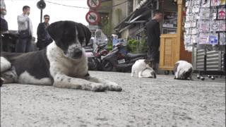 大家都在争抢猫爪杯？吸猫的最高境界，带着摄影机“猫步走天下”