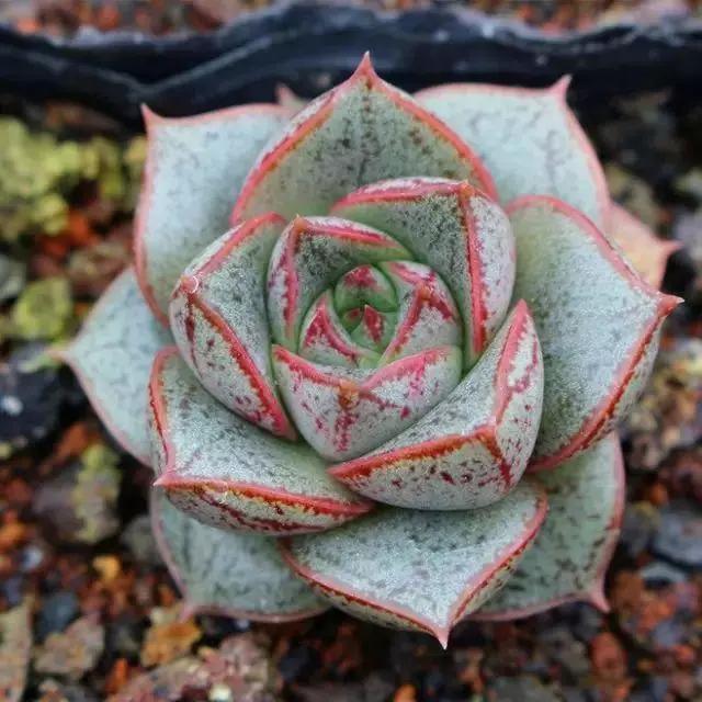 容易爆盆又好养的多肉你值得拥有,容易养好养活而且便宜的多肉