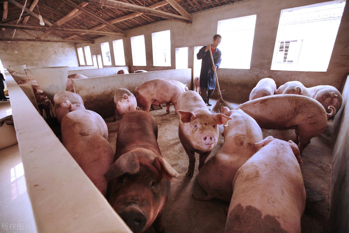 猪价下跌时屠宰企业盈利,2022养猪成本与利润是多少