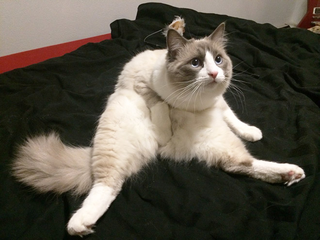 养猫前，你需要知道这些（1）