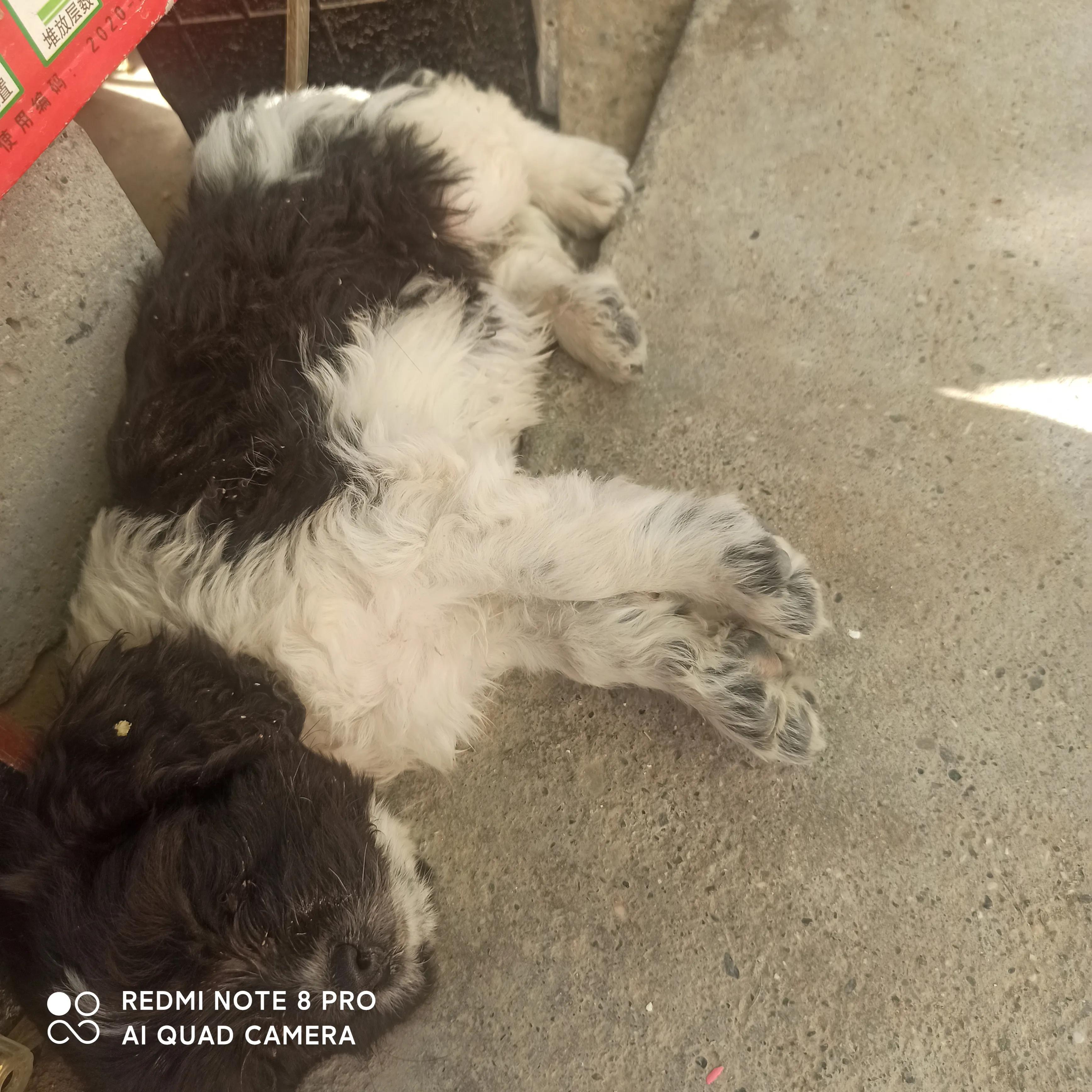 我的妈呀！2600块买来的史宾格，养了不到两周就丢了