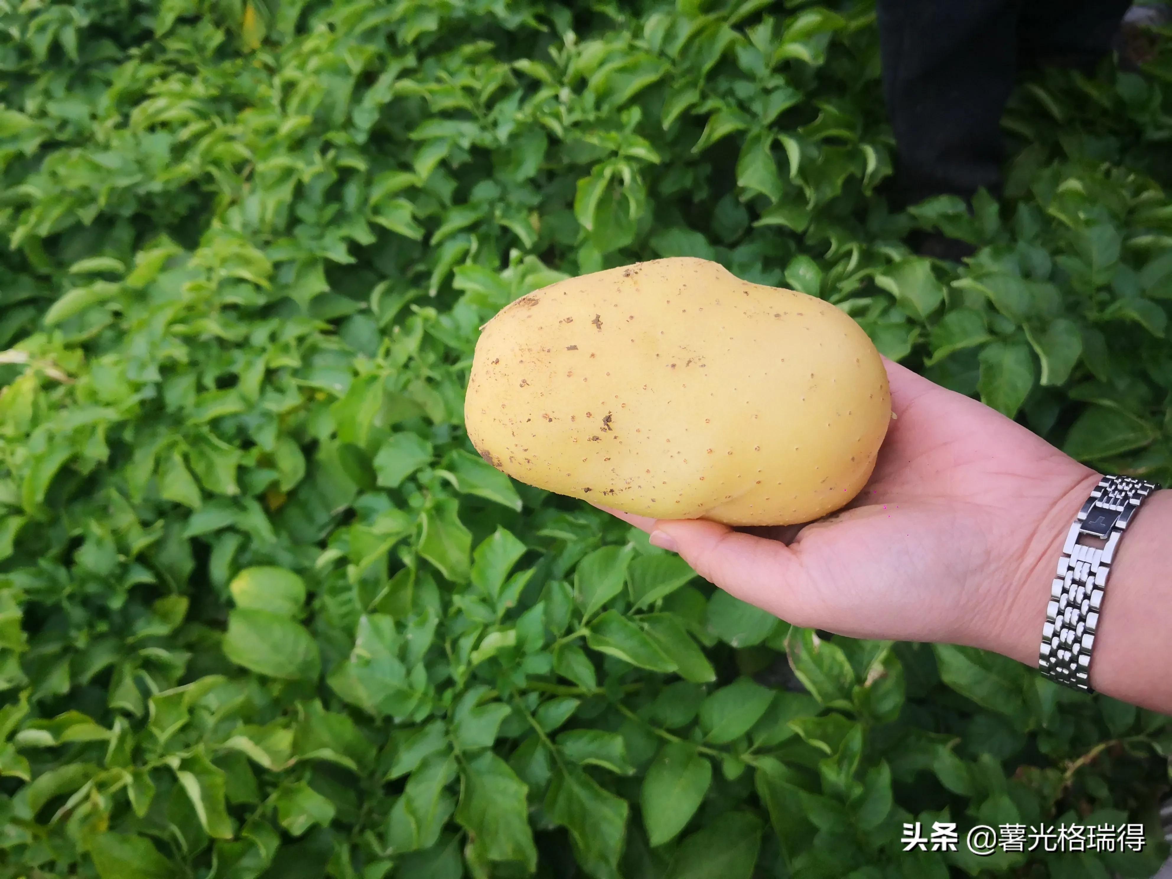 中国马铃薯之乡山东,山东滕州马铃薯之乡