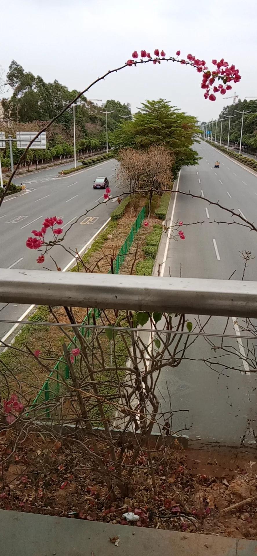 东莞市石排镇躺平第二天