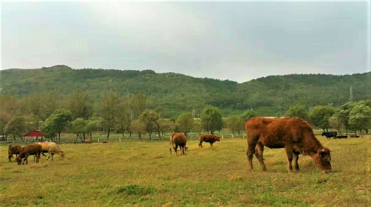 大连铭湖牧场十一还值得去吗,大连铭湖牧场多大面积