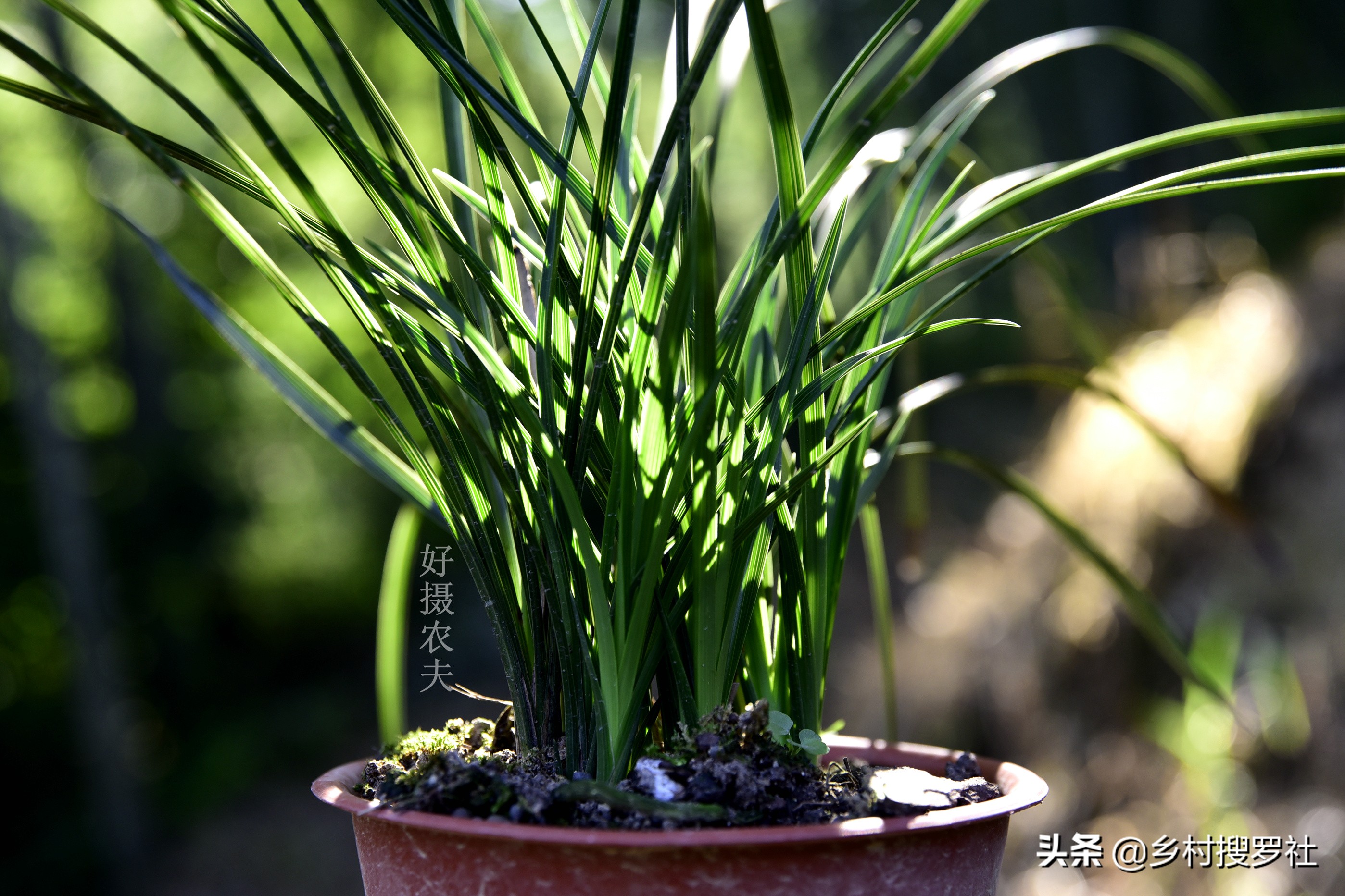 养兰花浇水避开这3点根壮花香,兰花耐旱能力强少浇水就能养得好