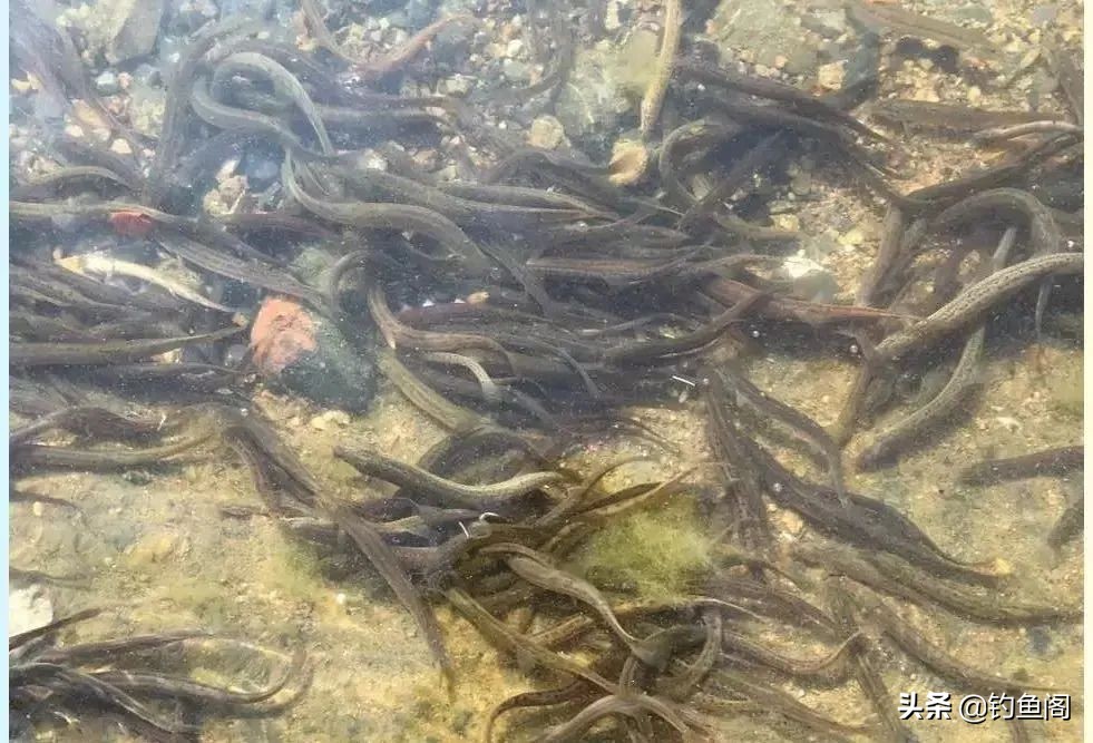 泥鳅钓鱼真的可以钓很多吗,泥鳅钓鱼真的好钓吗