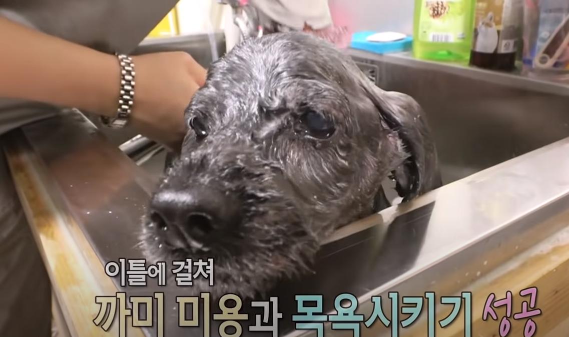 韩国老太独居深山40年,囤积癖老人去世