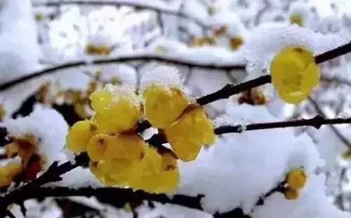 全国56个城市市花一览,56个市的市花