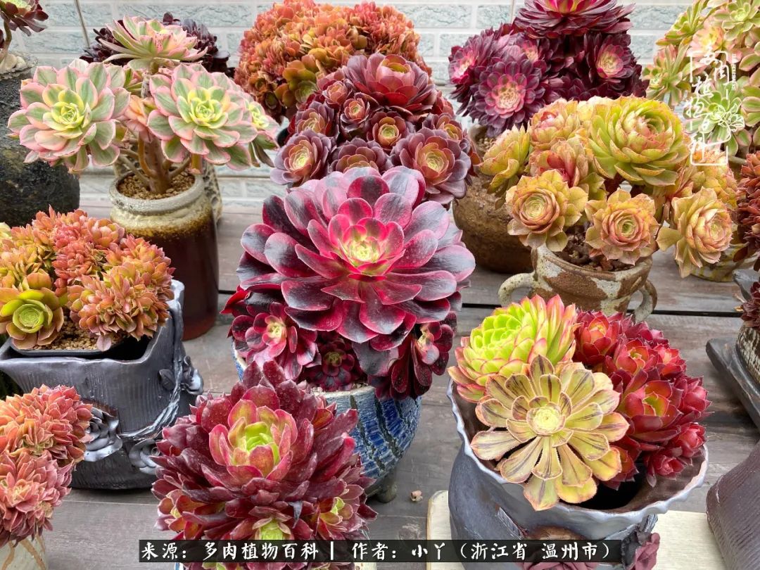 祖上无院家里无矿，一腔浪漫情怀付诸楼顶造花