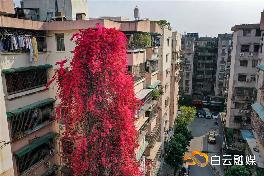 白云看风景,白云看着离地面很近是怎么回事