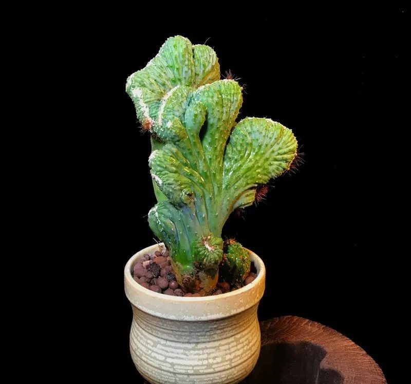 钁辩繝鎸烘嫈,娴峰崡浜旀寚灞辨嘲鍥藉北绔规爲