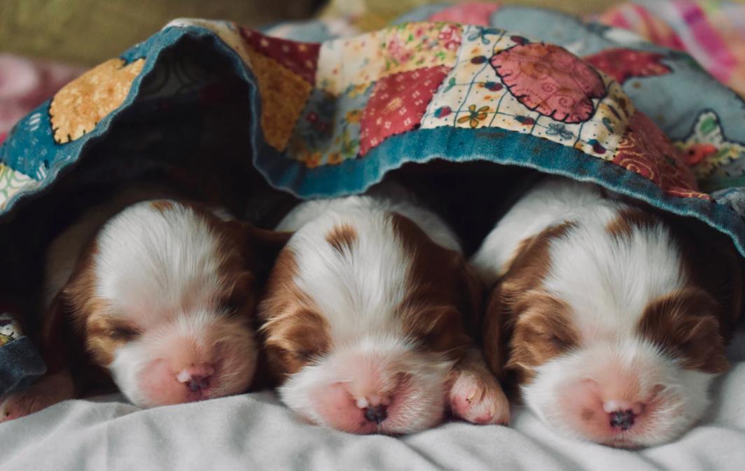 英语卖萌怎么表达,卖萌英文