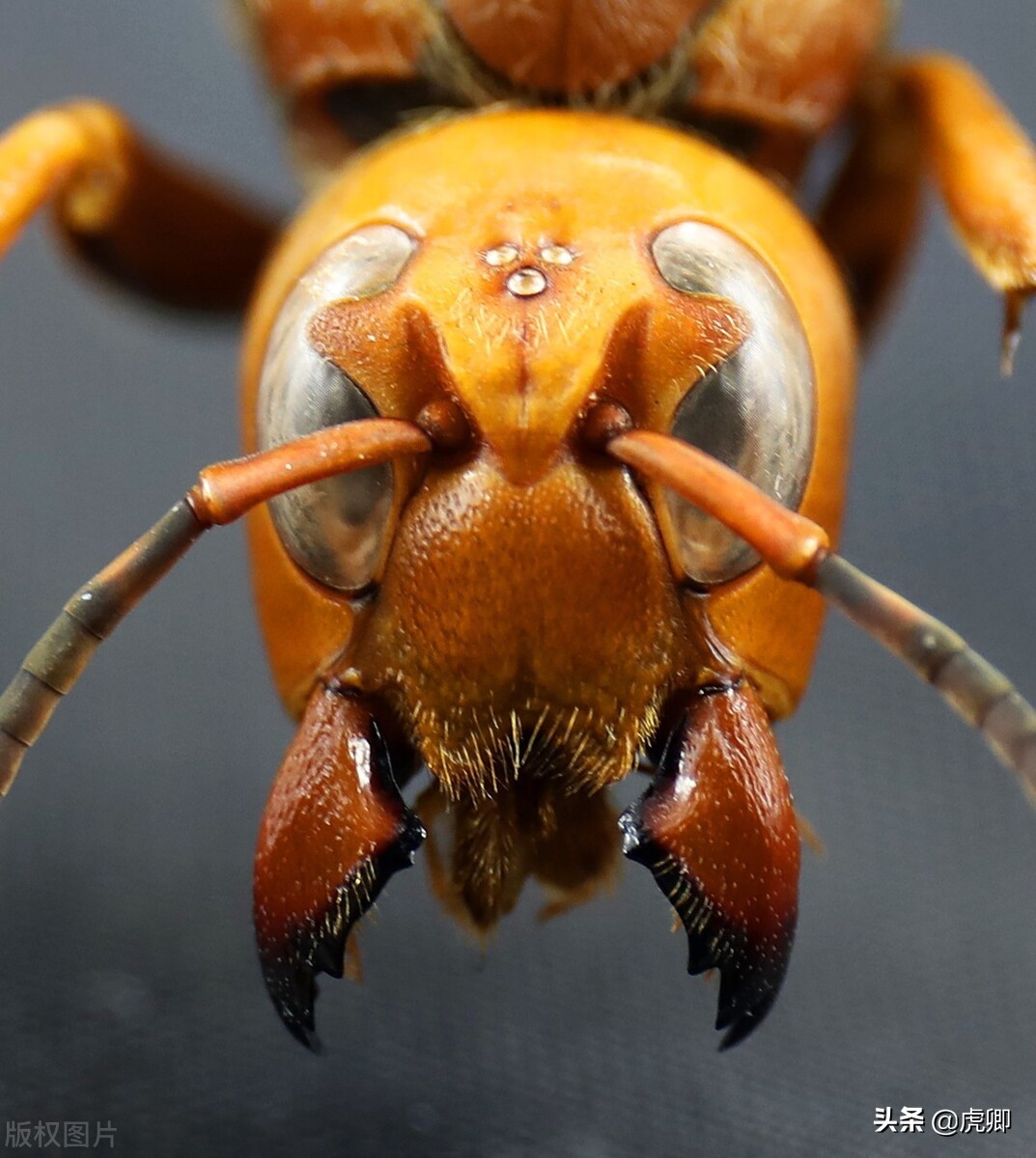 宫斗剧处死女子,宫斗剧残忍下场