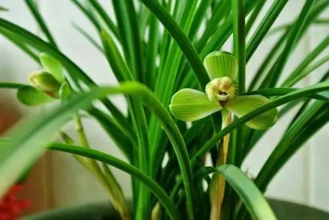 种植兰花叶片有虫怎么办,兰花生病防治小妙招