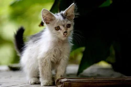 发现一只流浪猫有猫癣怎么帮助它,遇到流浪猫怎么配合