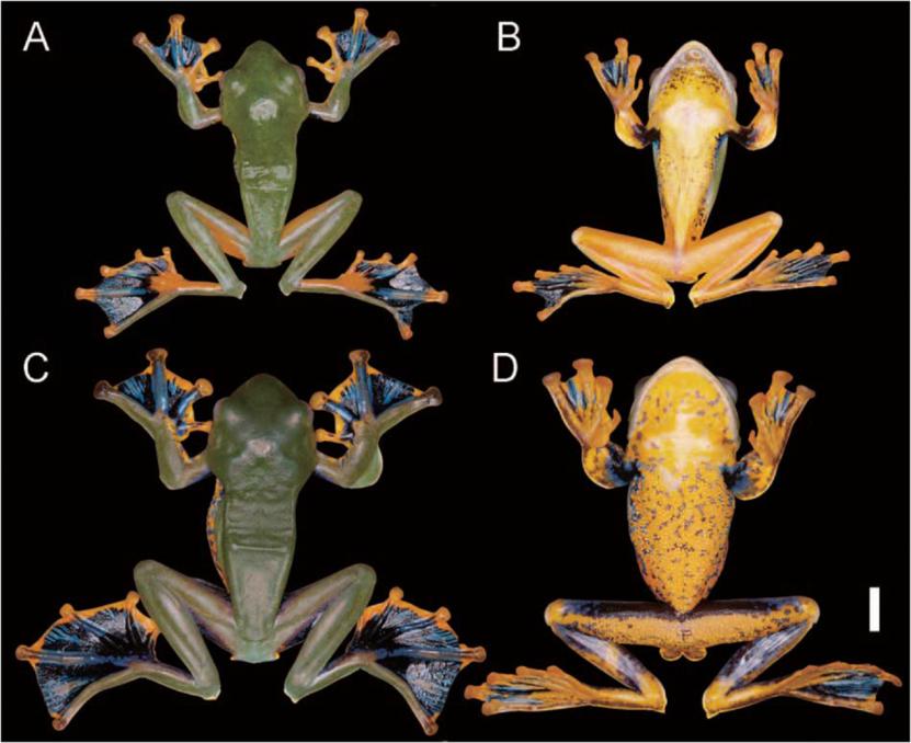 青蛙和癞蛤蟆哪一个更厉害,分不清蟾蜍和青蛙