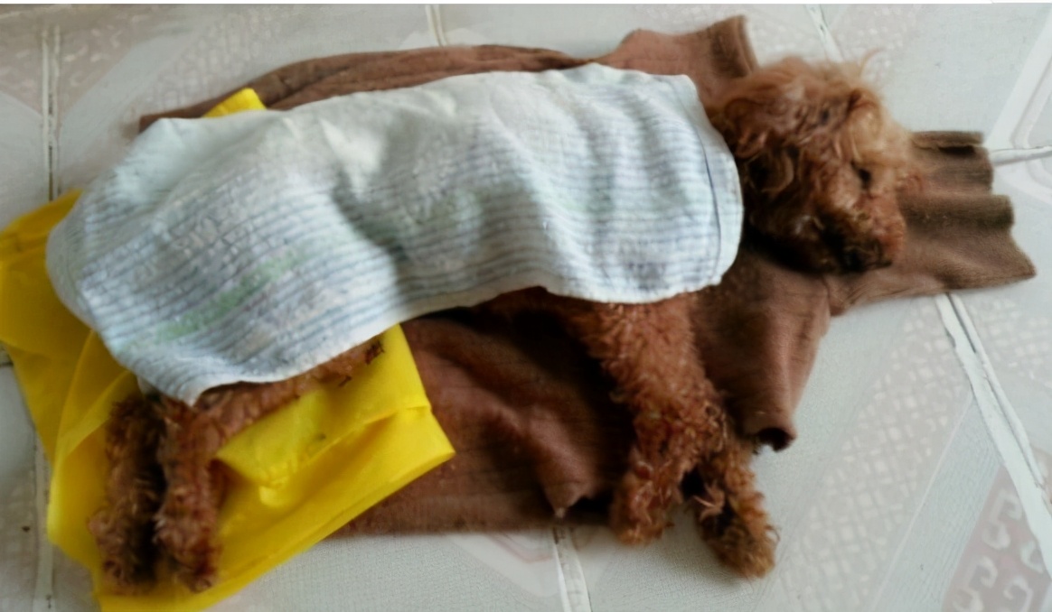 狗狗拉稀便的治疗方法,狗狗拉稀软便可以吃蒙脱石散吗