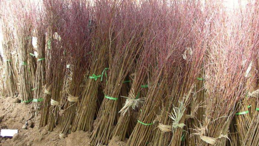 黄桃种植方法和技巧,嫁接黄桃的管理技术