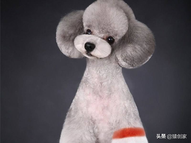 宠物美容行业哪个国家发达,宠物美容行业是怎么回事