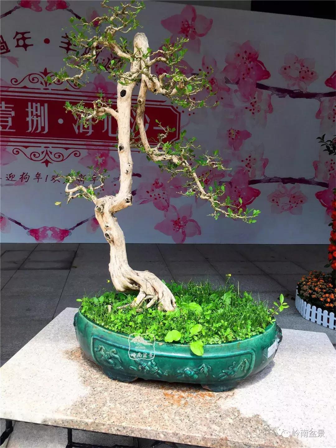 造型极美的盆景一起来欣赏,一组风吹出来的盆景欣赏动感十足