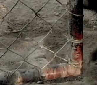 你们吃的野味蜜獾，居然是称霸非洲的平头哥