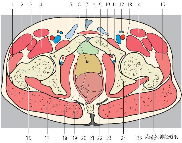 肾脏输尿管膀胱前列腺结构,肾输尿管膀胱解剖示意图