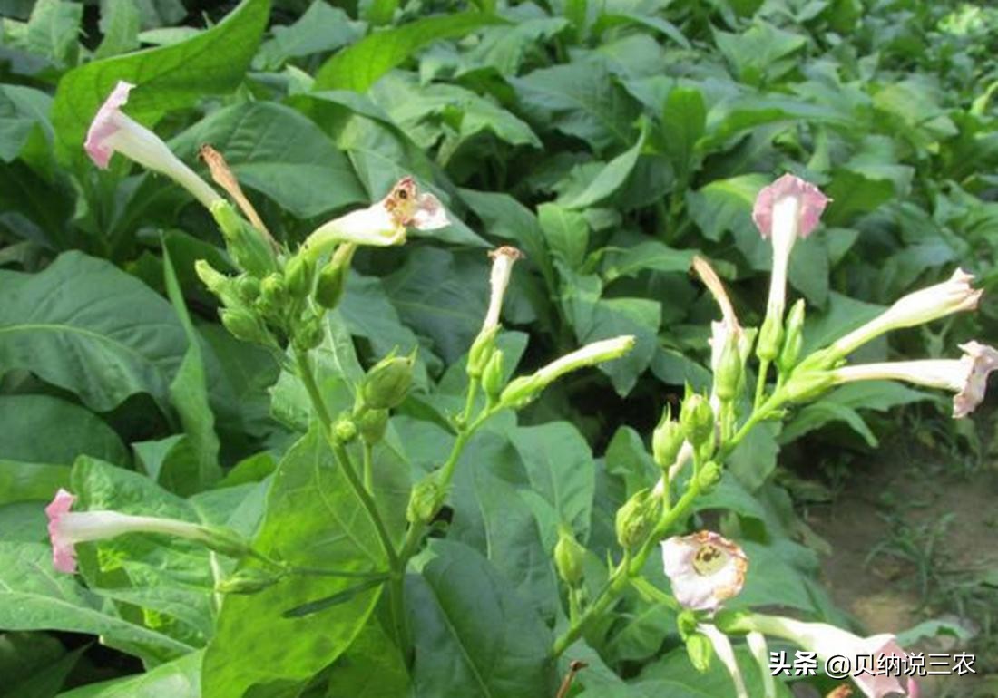 西瓜育苗苗床可以覆盖塑料薄膜吗,育苗苗床上面可以铺塑料薄膜