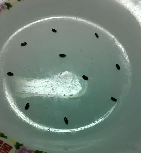 神明液体+鸡蛋+核桃油+白醋！上锅焖2个小时！让人大吃一惊