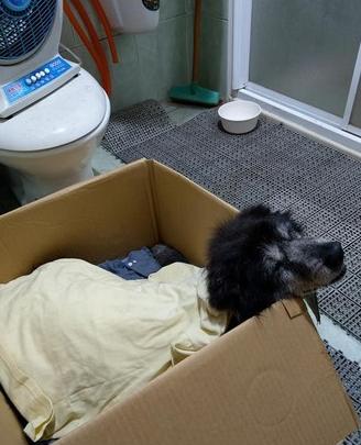 13岁老黑*养送**碰壁　最后安静离去