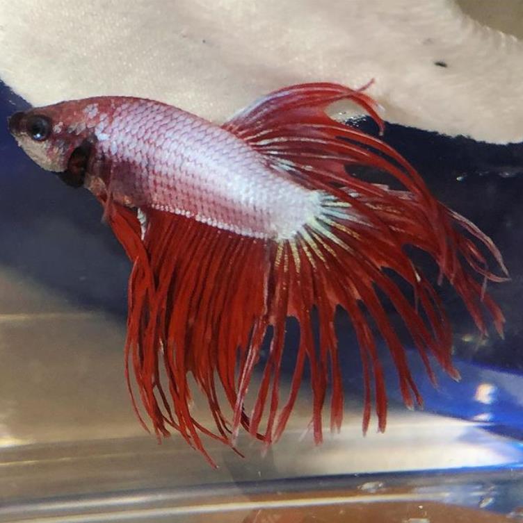 外国女子救下崩溃男子,外国女生救斗鱼