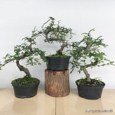 什么树桩盆景好养又好看,最好养的树桩盆景有哪些图片