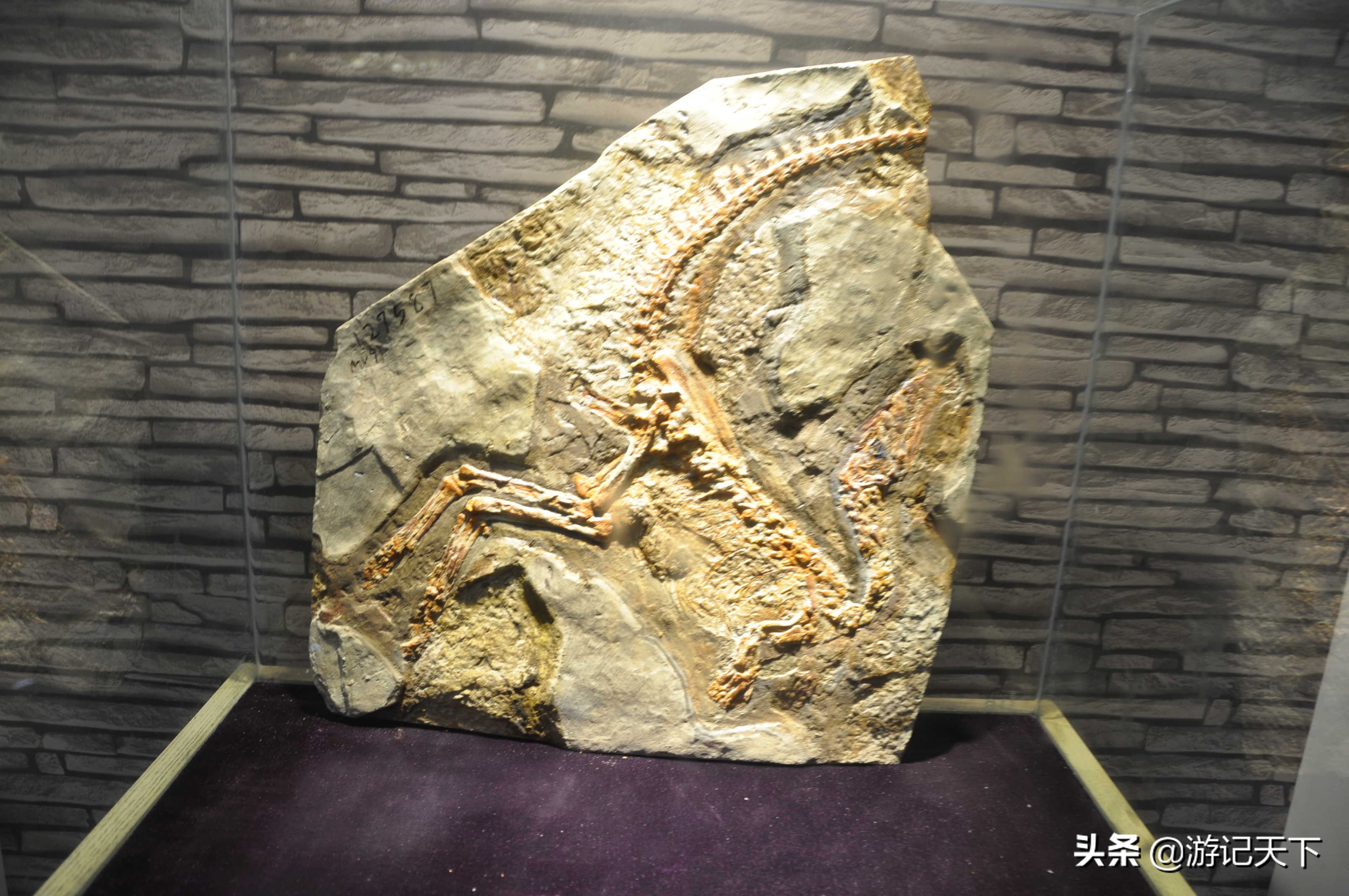 参观上海东方地质科普馆,上海东方地质科普馆需要预约吗