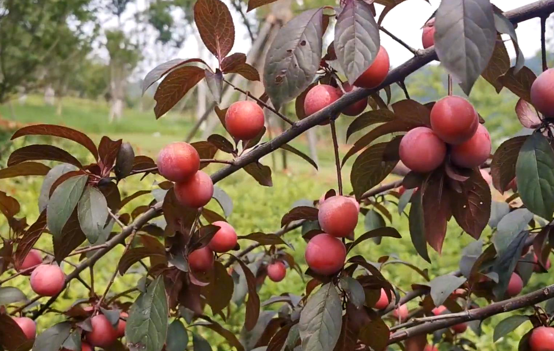 武汉兰亭公园风景图,兰亭公园武汉