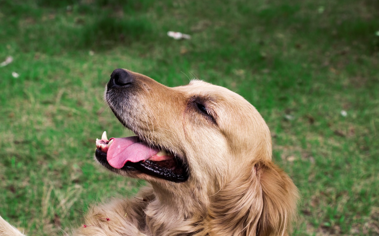 选金毛要选活泼的还是温顺的,选金毛怎么选