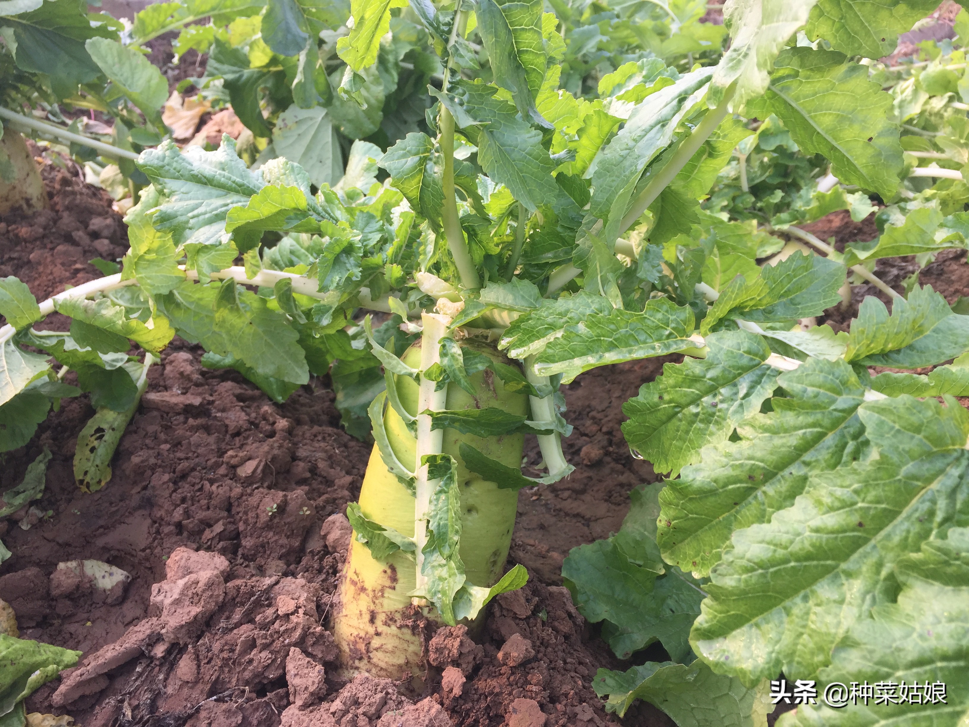 白菜萝卜有虫怎么治用什么药,萝卜白菜有虫子该怎么办