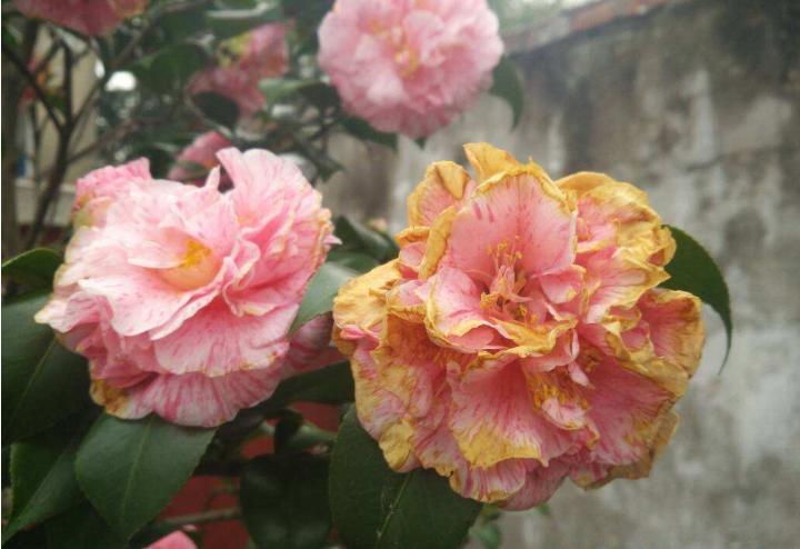 茶花开花后花瓣变软,为何茶花花瓣发黄