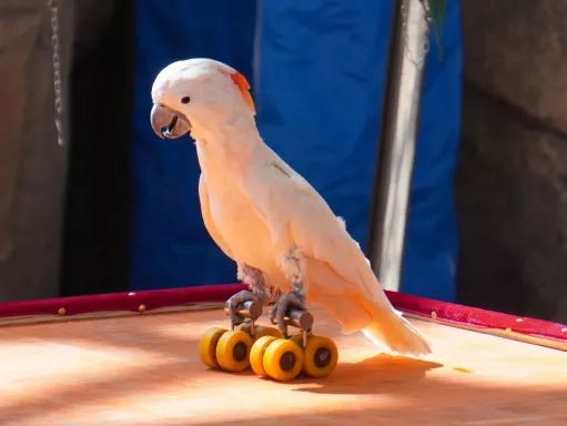 金牛湖野生动物王国过年去怎么样,金牛湖野生动物王国游玩时间