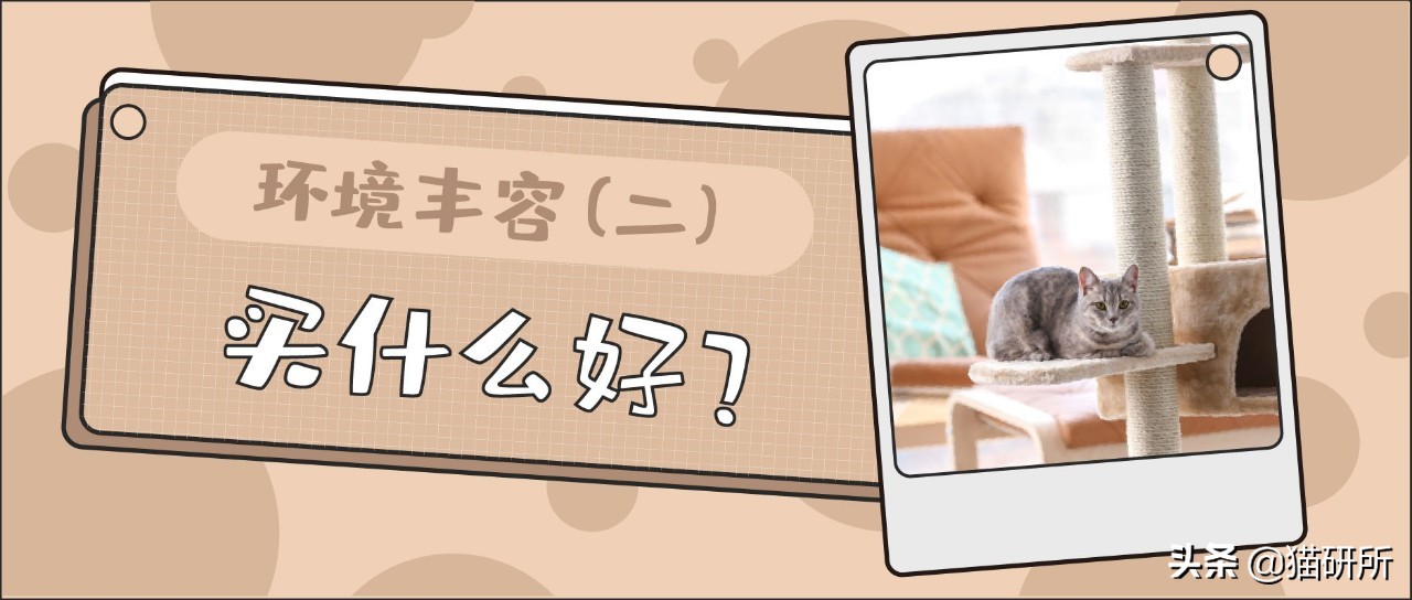 猫咪省钱好物维生素,猫咪必买的10种单品