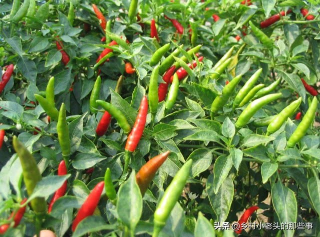 过期奶粉浇花的正确方法,过期的奶粉怎么用来种菜