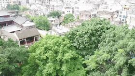 大安古镇闹市,大安古镇的地址