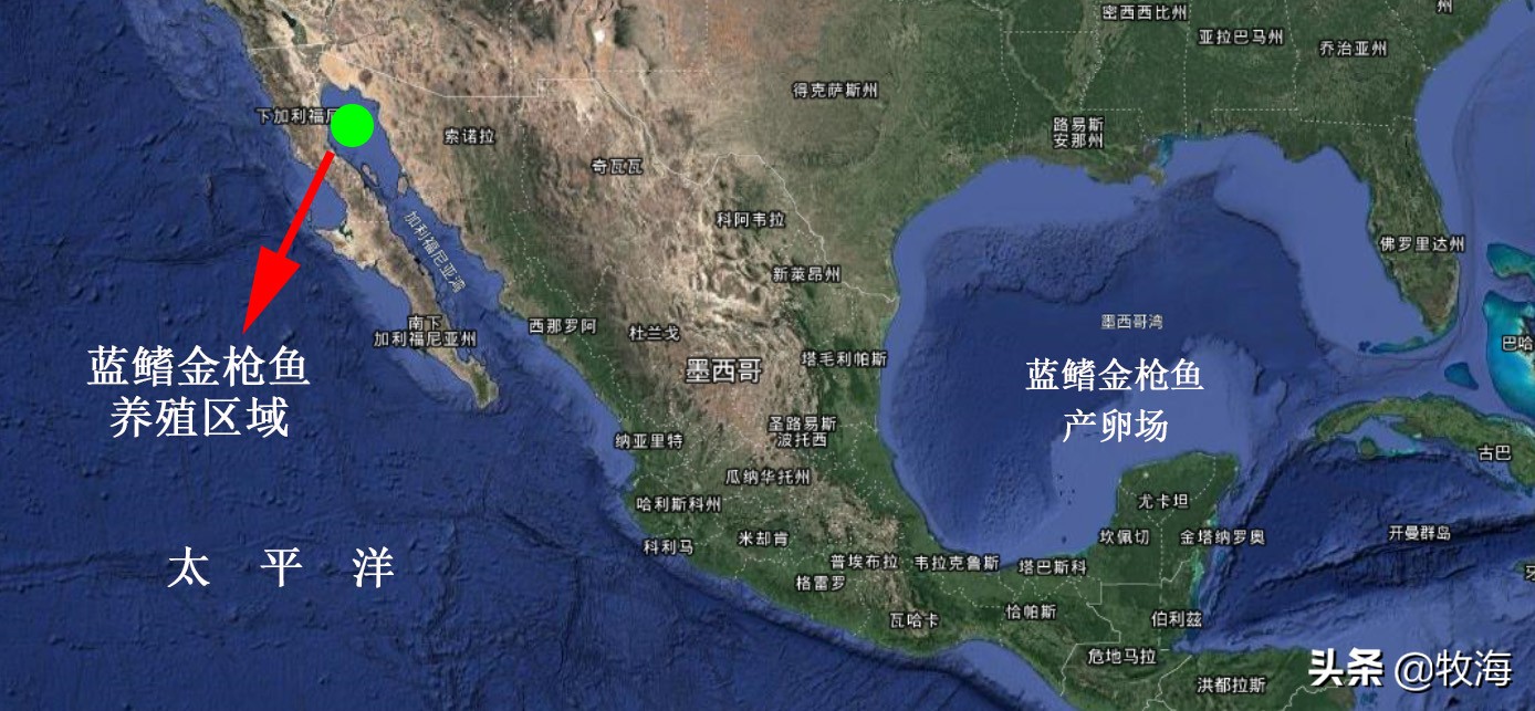 中国蓝鳍金枪鱼养殖牧场,深海大型网箱养殖蓝鳍金枪鱼