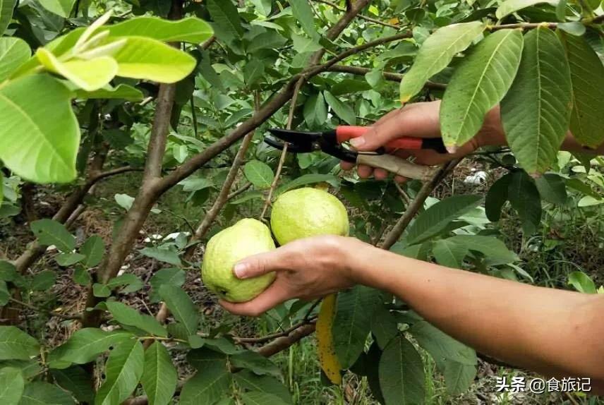正宗又甜又脆红心芭乐,芭乐软糯香甜5斤