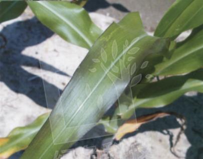 玉米缺磷影响,玉米缺磷的主要症状及原因