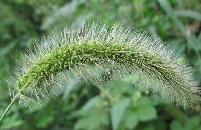 狗尾巴的草有什么用处,随处可见的狗尾巴草