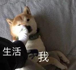 适合懒人养的狗,懒人养狗的最佳方法