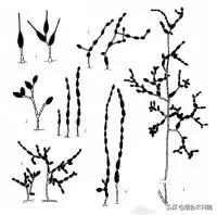 番茄烂果专用药,番茄烂用什么药