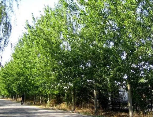 杨树种植技术及病虫害防治,三年生的杨树春天防病虫害怎么防