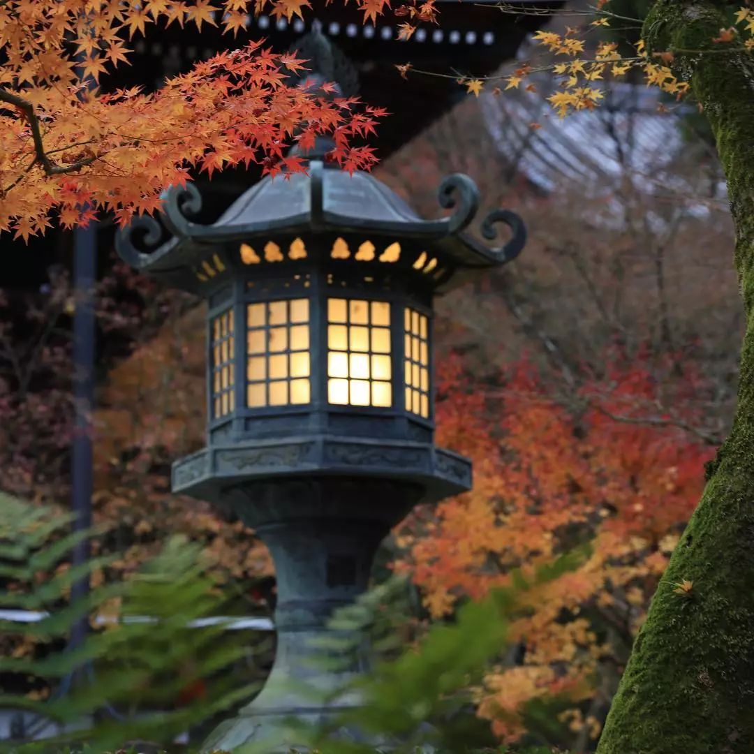 做个‘追枫少女’领略红叶之美！