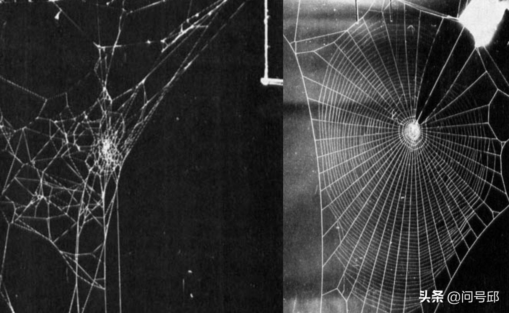 蜘蛛网每一段都一样长吗,蜘蛛网的形状是一样的吗