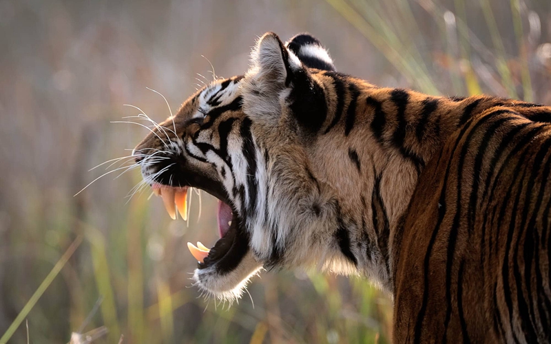 适合野生动物摄影器材,2020最佳旅游相机排行